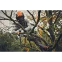 Podadora akku stihl - gta 40 - con batería